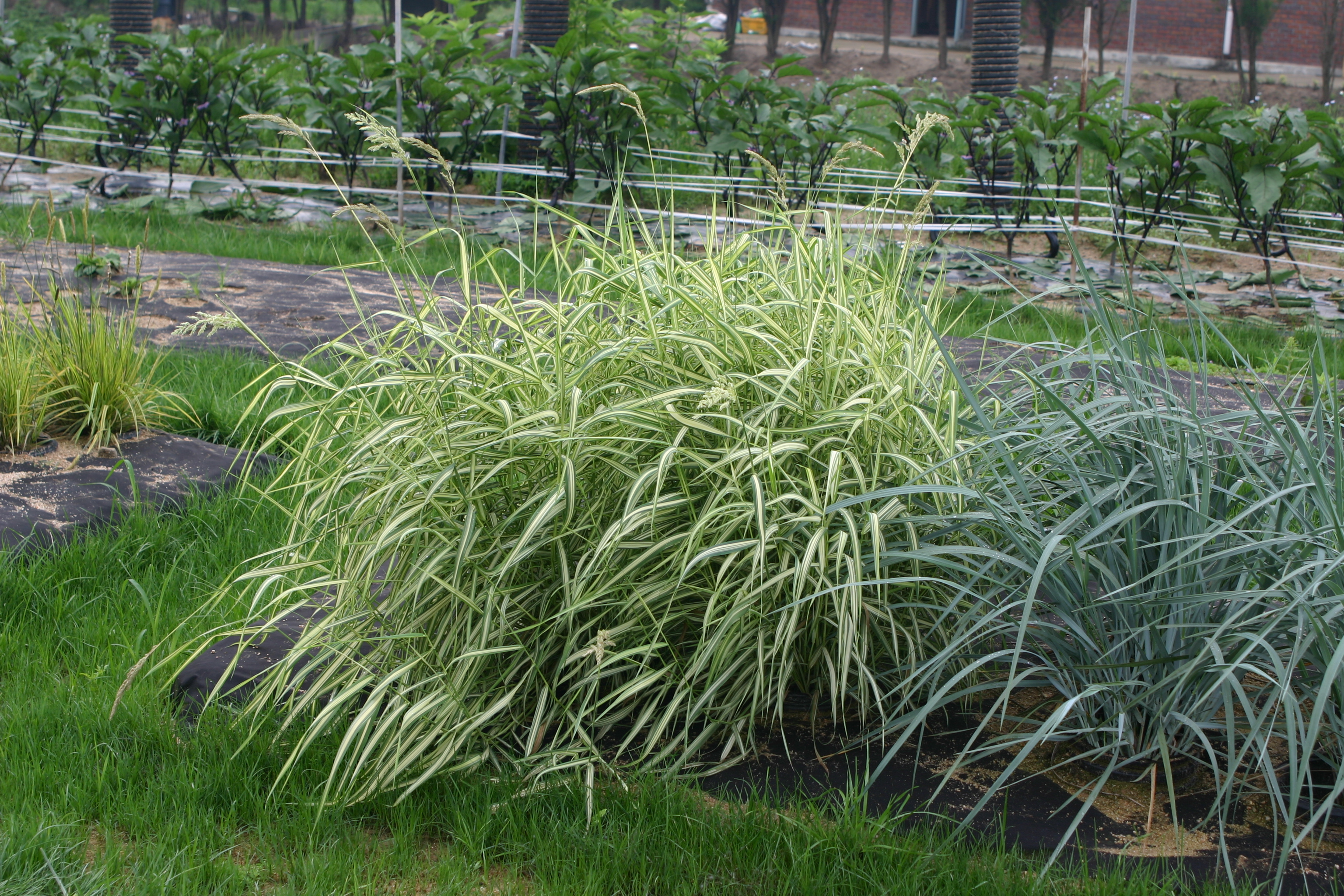Phalaris arundinacea 'Luteopicta'